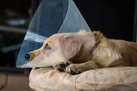 The Importance of Spay and Neuter: Health, Behavior, and Community Benefits  - Bayview Animal Hospital