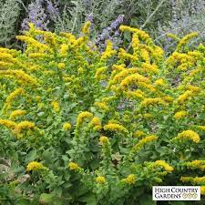 Golden Fleece Goldenrod Solidago Plants High Country Gardens Perennials