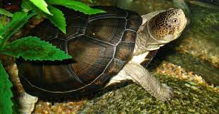 Speckled Tortoise Speckled Padloper Speckled Cape All Turtles