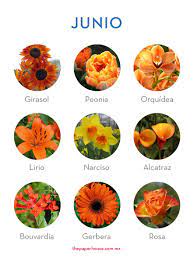 Flores De Junio Floresdetemporada Floresdejunio Flores Junio Thepaperhouse Nombres De Flores Tipos De Flores Idioma De Las Flores