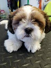 Compare 38 manchester pet groomers and get quotes by email or text. All Pets Grooming In Manchester Mi Home Facebook