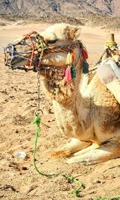 Or it is also possible to download an additional program and with the help of it although we have described the most famous additional app for go sms pro, there are a lot of other additional theme apps for go sms pro on. Download Camel Wallpaper Free For Android Camel Wallpaper Apk Download Steprimo Com