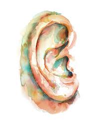 Cochlea Ossicles And Ear Watercolor Art Print Set Etsy Anatomy Art Medical Art Human Anatomy Art
