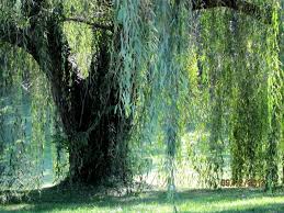 Choose from 50+ beautiful willow graphic resources and download in the form of png, eps, ai or psd. The Magical Weeping Willow Virginia Views