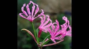 Image result for Amaryllidaceae