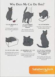Cat Behavior Cat Behavior Cat Language Cat Facts