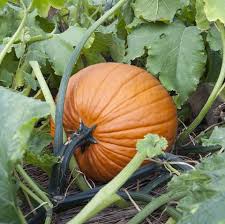 Whap on the head ?? When To Pick Pumpkins How To Grow And Harvest Pumpkins