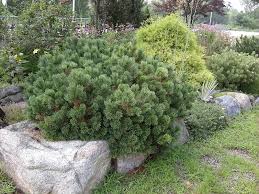 Pinus mugo, known as creeping pine, dwarf mountainpine, mugo pine, mountain pine, scrub mountain pine or swiss mountain pine, is a species of conifer, native to high elevation habitats from southwestern to central europe. Pinus Mugo
