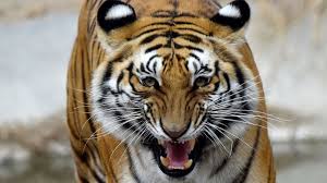 Tigers have been known to reach up to 20 years of age in the wild. Bangladesh Arrests Tiger Poaching Suspect After 20 Year Hunt Bbc News