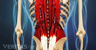 Your lower back (lumbar spine) is the anatomic region between your lowest rib and the upper part of the buttock.1 your spine in this region has a natural inward these bones are connected at the back. Lower Back Muscle Strain Symptoms