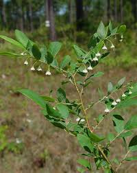 Image result for Vaccinium stanleyi
