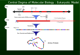 Central Dogma Of Molecular Biology Wikipedia