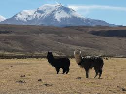 The alpaca produces a much finer fiber than the llama. Visit Alpacas In South America Animals Around The Globe