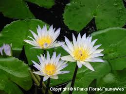 Image result for Nymphaeaceae