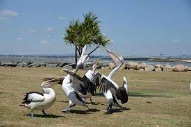 Pelican Feeding At Clontarf Things To Do In Brisbane Brisbane Redcliffe