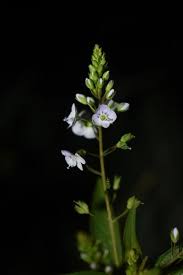 Image result for Veronica abyssinica
