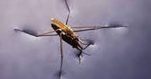 Meresap artinya gerakan naik atau turun zat cair. Konsep Tegangan Permukaan Dan Kapilaritas Fisika Sekolah