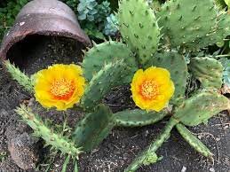 The original i bring in every fall along with my night blooming. My Prickly Pear Finally Flowered After Being In The Ground For 3 Years Zone 5 Chicago Suburb Cactus