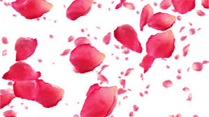 Flying Rose Petals On White Stock Footage Video 100 Royalty Free 3280352 Shutterstock Cartoon yellow petals floating background free illustration. flying rose petals on white stock footage video 100 royalty free 3280352 shutterstock