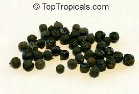 Image result for Pavetta sp. B