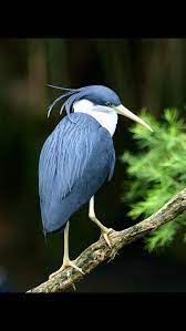 pin by nuran on kuslar big bird beautiful birds birds