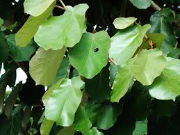 Image result for Pterospermum acerifolium