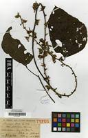 Image result for Mucuna poggei