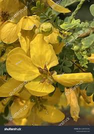 Image result for Cassia abbreviata