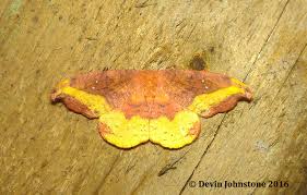 Kimberly elise is currently single as confirmed by herself. Rose Hooktip Oreta Rosea Walker 1855 Butterflies And Moths Of North America