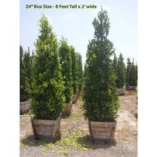 Elgin nursery and tree farm is a retail and wholesale tree and plant nursery that has been serving the phoenix metro area since 1986. Ficus Nitida Indian Laurel Plants For Sale 5 Gal 15 Gal 24 Box