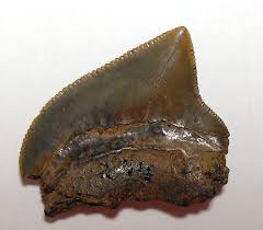 Image result for Erythrocephalum decipiens