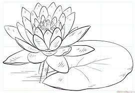 How To Draw A Water Lily And Pad Water Lily Drawing Flower Drawing Plant Drawing