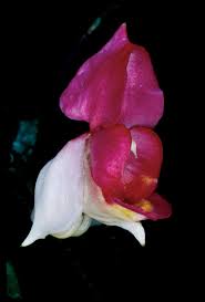 Image result for Impatiens burtonii