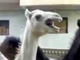 Getting it noticed one technique used to viral the video was, posting the video on forums. Camel Laughs Like Peter Griffin From Family Guy Youtube