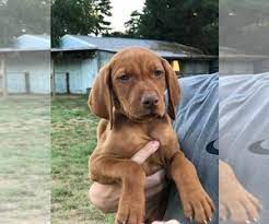 Two thirty day medical insurance plans for each puppy. View Ad Vizsla Litter Of Puppies For Sale Near Oregon Canby Usa Adn 136379