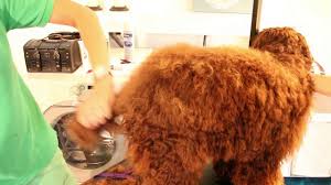 We did not find results for: Royal Diamond Labradoodles The Hand Scissor Cut On Trimming The Tail Mov Youtube