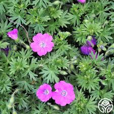 Image result for Geranium sanguineum Max Frei