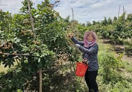 Nông dân Cần Thơ trồng thành công loại quả ăn ngon nức tiếng, sẽ ...