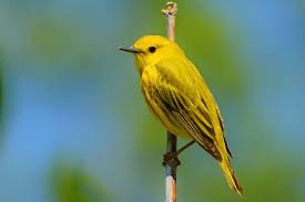 What bird has yellow and black wings? 10 Eye Catching Yellow Colored Birds