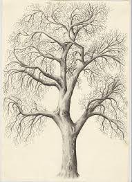 Pencil Sketch Of Old Big Tree Tree Drawings Pencil Tree Drawing Tree Sketches