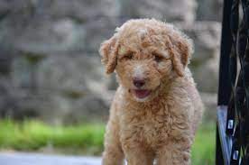We are a located in western nc, a short driving distance from greenville, charlotte, atlanta. Chocolate Labradoodle Puppies