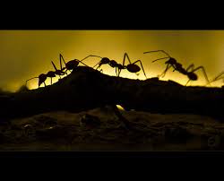 Don't plant trees or shrubs close to the house.clip any tree branches or bushes that are touching the house to prevent ants from crawling up the trees and into your home. Diy Eco Friendly Ways To Eliminate Ants Green Living Ideas