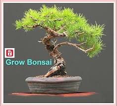 Free download of bonsai secrets by marian costita. Growing Bonsai Guide Ebooks Pdf Free Shipping The Best Deals On The Web Delivered Around The World Ebooks Bonsai Ebook