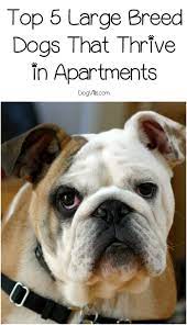 Top 5 Best Large Dog Breeds For Apartments Dogvills Best Large Dog Breeds Large Dog Breeds Best Big Dogs