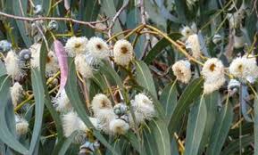 Banyak jenis flora dan fauna yang ada di indonesia, mulai dari tipe asiatis, peralihan dan australis. Persebaran Flora Dan Fauna Di Indonesia Beserta Gambarnya Contoh