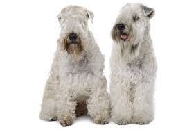 It makes a great watchdog. The Cost Of A Soft Coated Wheaten Terrier With Calculator Petbudget Pet Costs Saving Tips