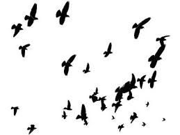 Birds That Start With The Letter V Silhouettes Of Pigeons Forming A V Formation High Up In The Sky Bird Silhouette Birds Flying Away Birds Flying