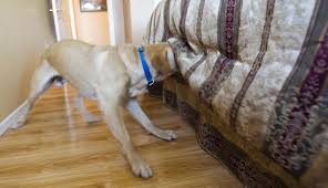 What to do, and why. Here S Some Help If You Don T Want The Bedbugs To Bite Home Garden Tucson Com