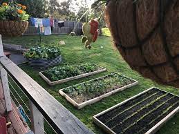 • for pots and containers, only use potting mix. Are You Starting A Veggie Patch Right Now Take Heart 8 Weeks Ago Our Backyard Was Just Scruffy Grass With Not A Thi Veggie Patch Veggie Garden Permaculture