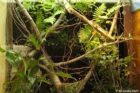 Leachie Terrarium Reptile Tank Gecko Terrarium Terrarium